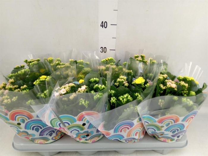<h4>Kalanchoe blos. ..rosebud mix/pot</h4>