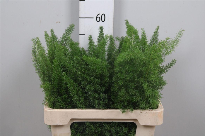 <h4>Asp Dens Myers</h4>