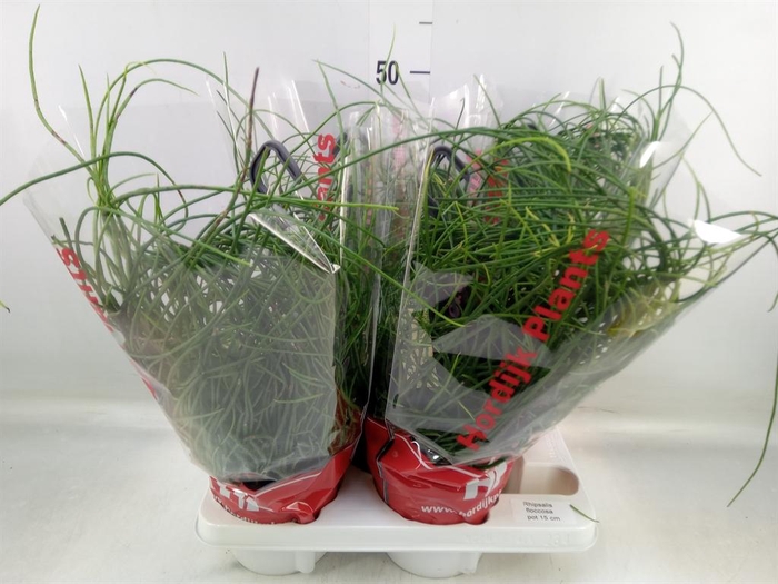<h4>Rhipsalis floccosa</h4>