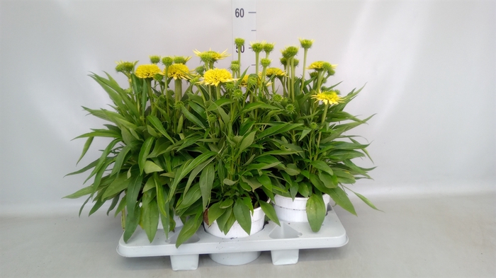 <h4>Echinacea purp.</h4>