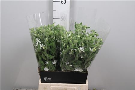 Oxy Co Alba