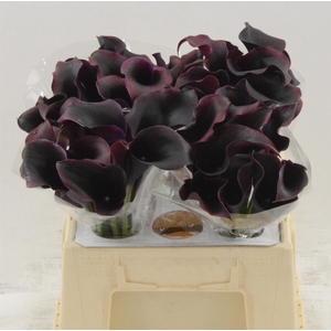 Calla Rudolph