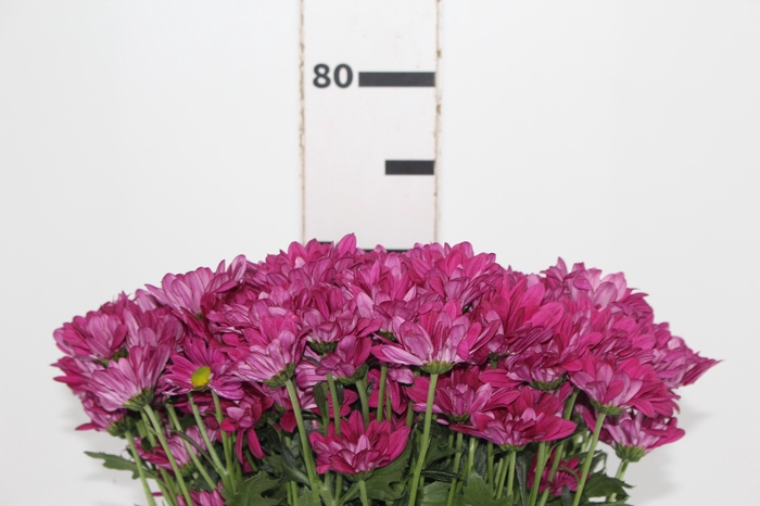 <h4>CRISANTEMO SANTINI SINGER 080 CM</h4>