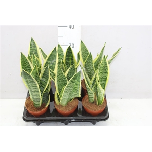 Sansevieria Tr Futura Superba