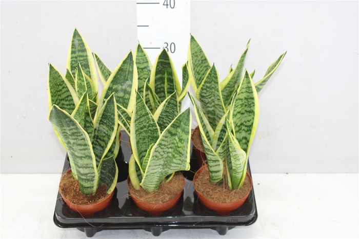 <h4>Sansevieria Tr Futura Superba</h4>