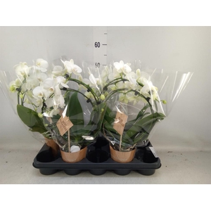 Phalaenopsis   ...