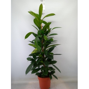 Ficus cyathistipula