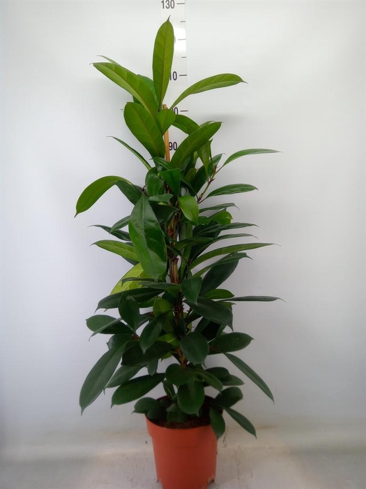 <h4>Ficus cyathistipula</h4>
