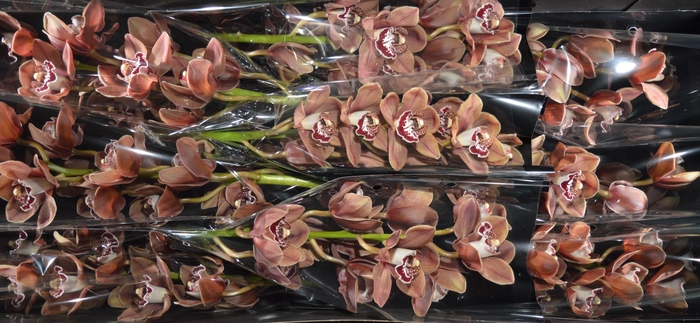 <h4>CYMB T MOCCA</h4>