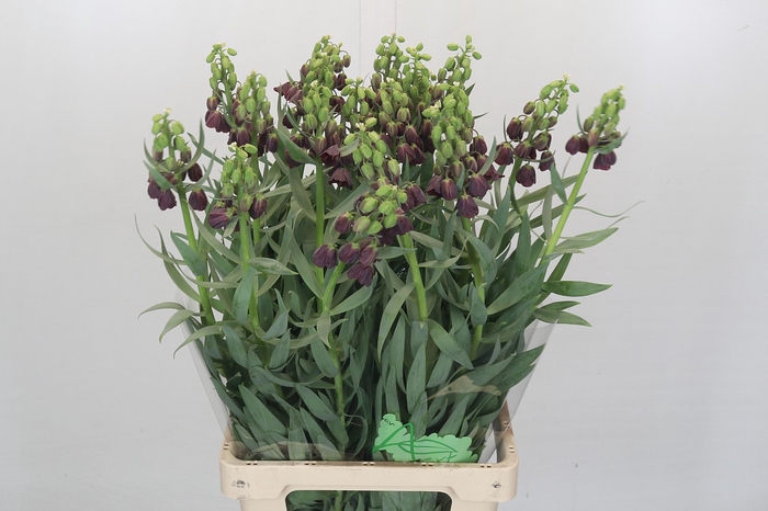 <h4>Fritillaria persica 'Purple Favorite'</h4>