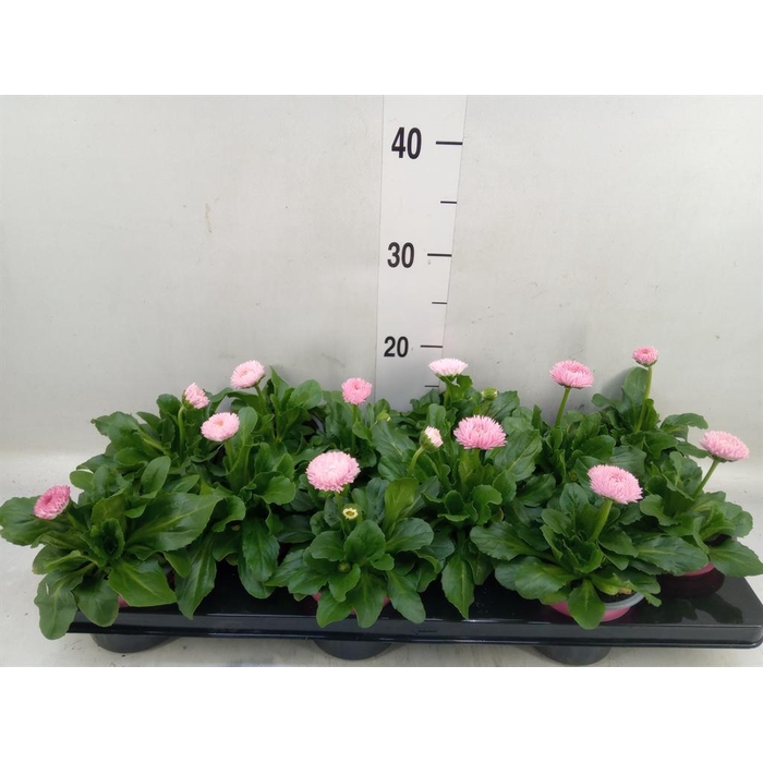 <h4>Bellis perennis 'Roggli Rose'</h4>