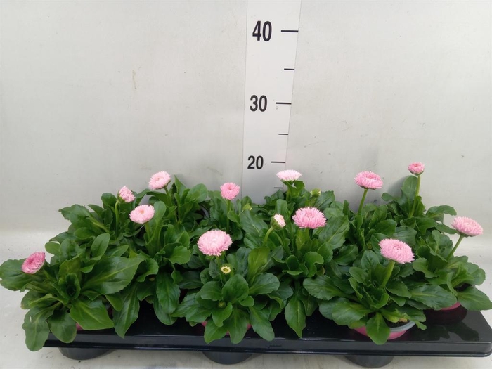 Bellis perennis 'Roggli Rose'