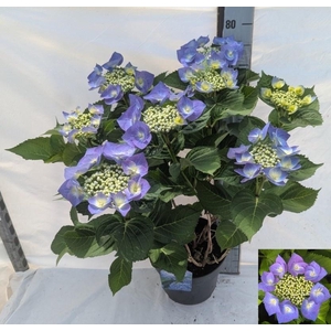 HYDR ML BLAUMEISE