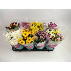 Chrysant Specials Gemengd Stadium 2