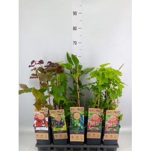 Fruit trees and shrubs   ...