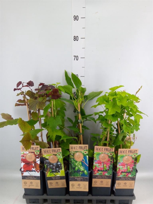Fruit trees and shrubs   ...