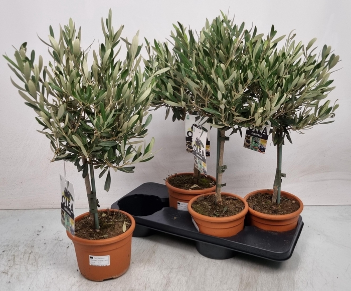 <h4>OLEA EUROPAEA</h4>