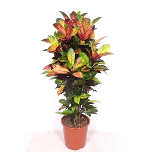 Codiaeum Iceton (Croton Iceton)