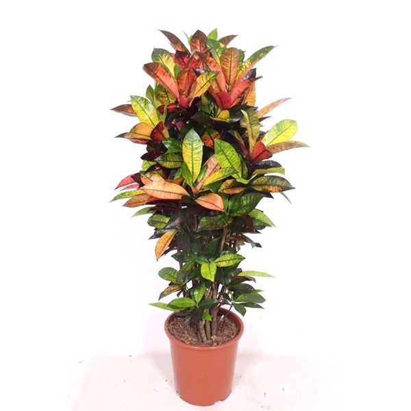 <h4>Codiaeum Iceton (Croton Iceton)</h4>