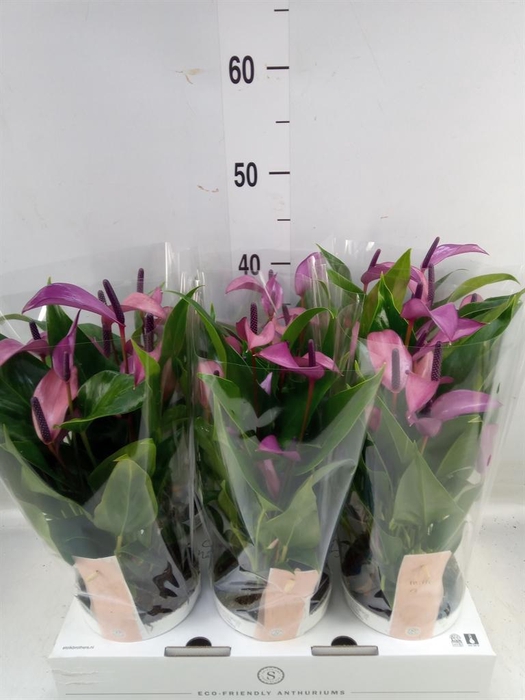 <h4>Anthurium 'Zizou'</h4>