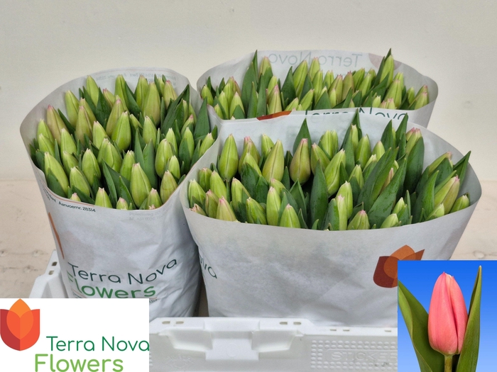 <h4>TU EN MILKSHAKE</h4>