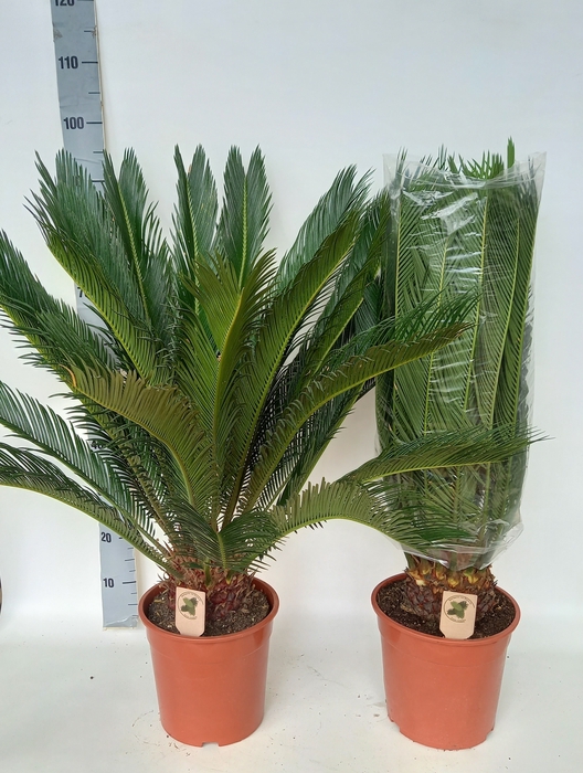 <h4>CYCAS REVOLUTA</h4>