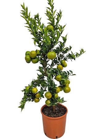 Citrus Myrtifolia Chinotto Stem