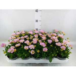 Osteospermum  '3D Pink'