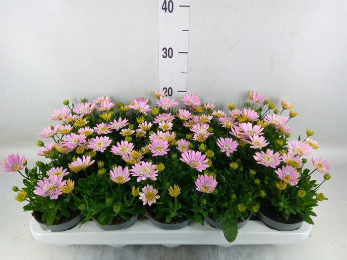 <h4>Osteospermum  '3D Pink'</h4>