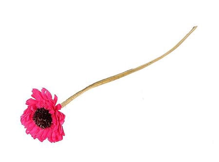 Artificial Flower Germini L50