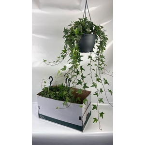 Hedera helix Mona Lisa