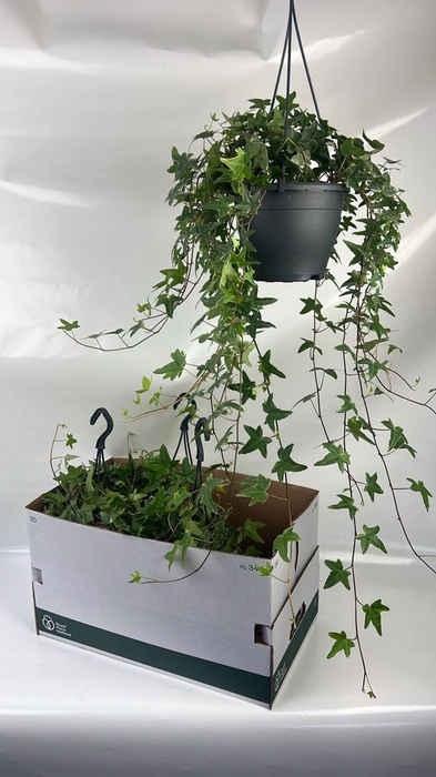 <h4>Hedera helix Mona Lisa</h4>