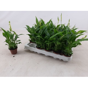 Spathiphyllum Chopin 6,5Ø 20cm 3fl