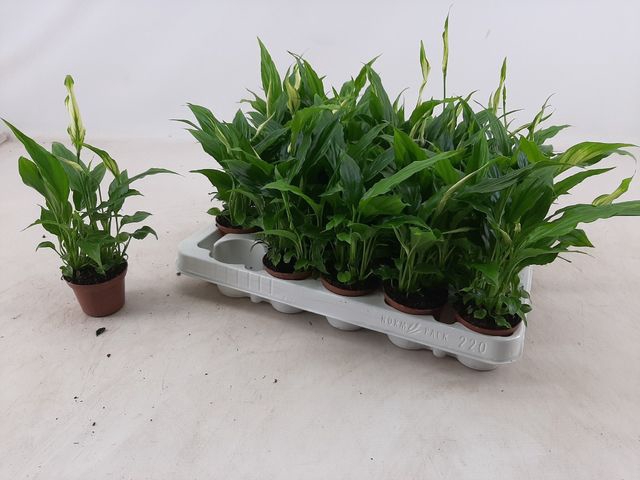 Spathiphyllum Chopin 6,5Ø 20cm 3fl