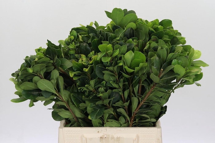 <h4>Pittosporum Nurit</h4>