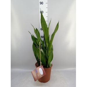 Sansevieria trifa. 'Moonshine'