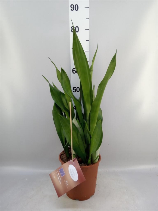 <h4>Sansevieria trifa. 'Moonshine'</h4>