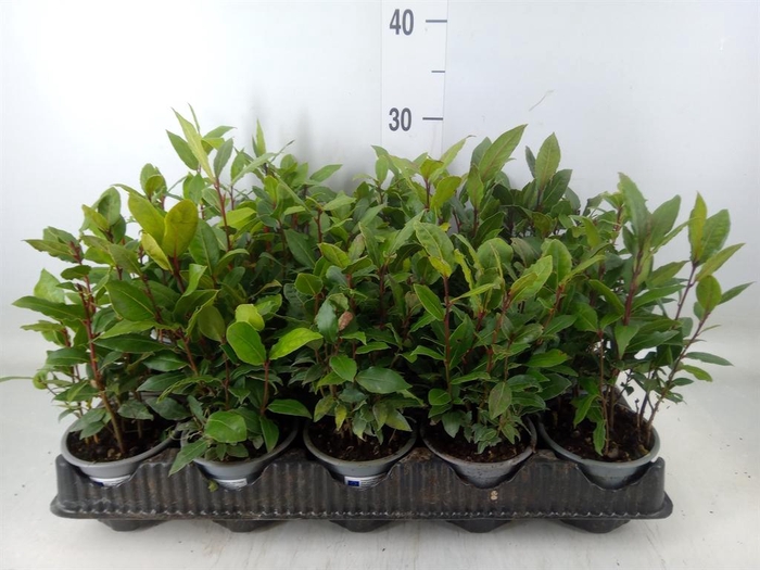 <h4>Laurus nobilis</h4>