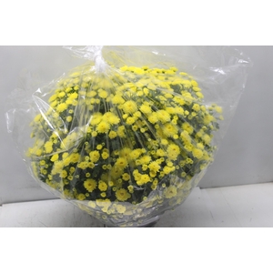 CRISANTEMO BOLA BELGA JASODA C21 AMARELO