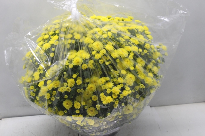 <h4>CRISANTEMO BOLA BELGA JASODA C21 AMARELO</h4>