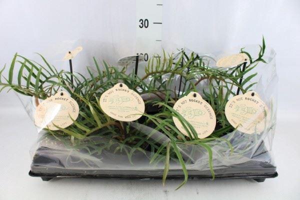 <h4>Philodendron ...</h4>