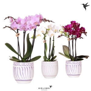 Kolibri Orchids Phalaenopsis mix 3 spike in Granada pot lila mix