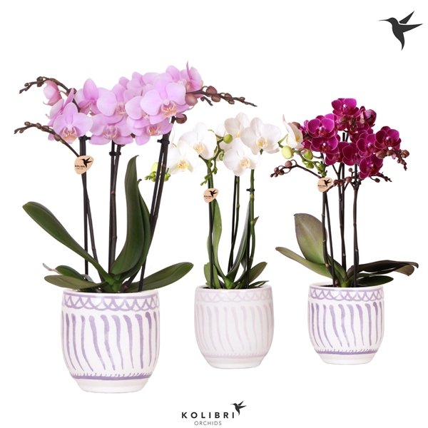 <h4>Kolibri Orchids Phalaenopsis mix 3 spike in Granada pot lila mix</h4>