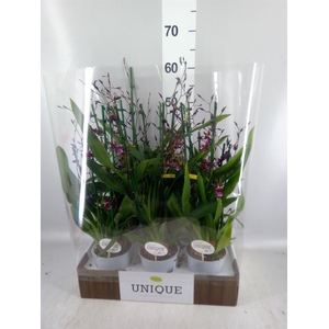Oncidium   ...