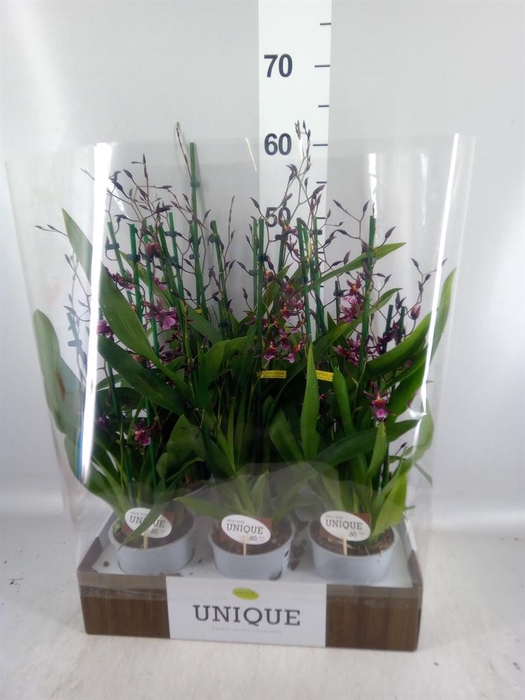 <h4>Oncidium   ...</h4>