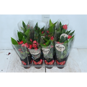ANTHURIUM MINI MILLION FLOWERS P09