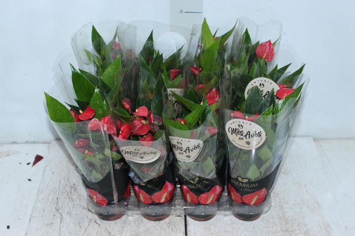 <h4>ANTHURIUM MINI MILLION FLOWERS P09</h4>