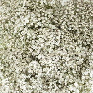 Gypsophila Million Stars 40gr