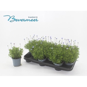 FELI AM FELICIT BLUE