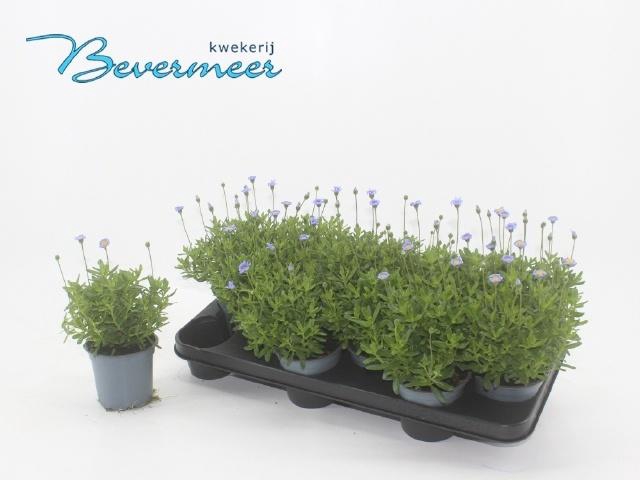 <h4>FELI AM FELICIT BLUE</h4>